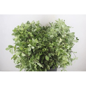 Pittosp Nevato Wit 150gr P Bunch