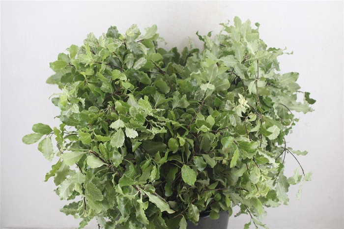 <h4>Pittosp Nevato Wit 150gr P Bunch</h4>