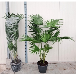 LIVISTONA ROTUNDIFOL