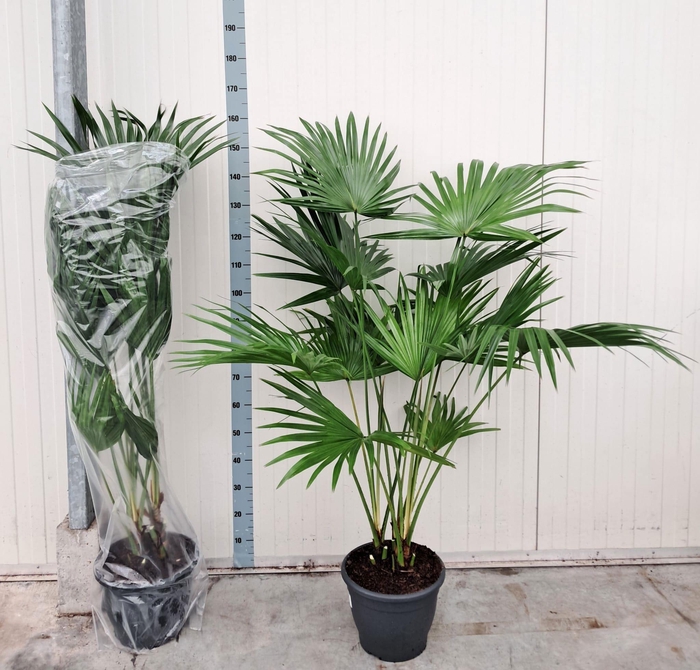 <h4>LIVISTONA ROTUNDIFOL</h4>