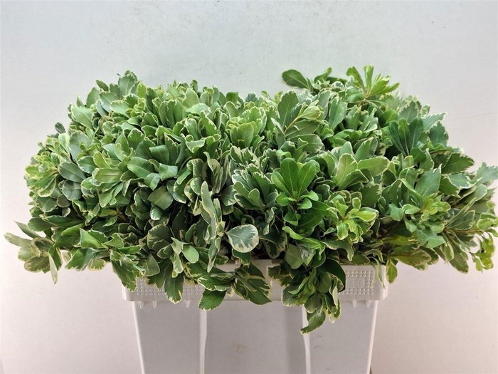 <h4>PITTOSP TO ILAN</h4>