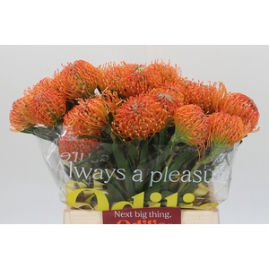 Nutans Ayoba Peach