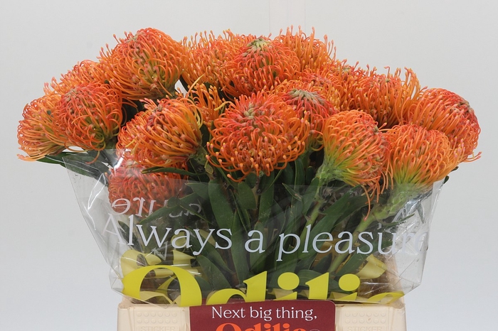 <h4>Nutans Ayoba Peach</h4>