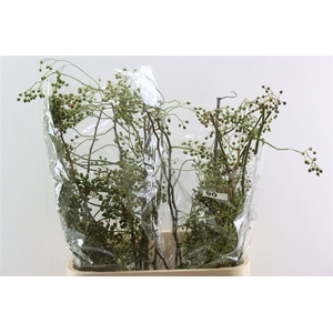 Rosa Corallo 90cm Ptk