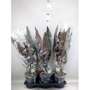 Alocasia lauterbachiana