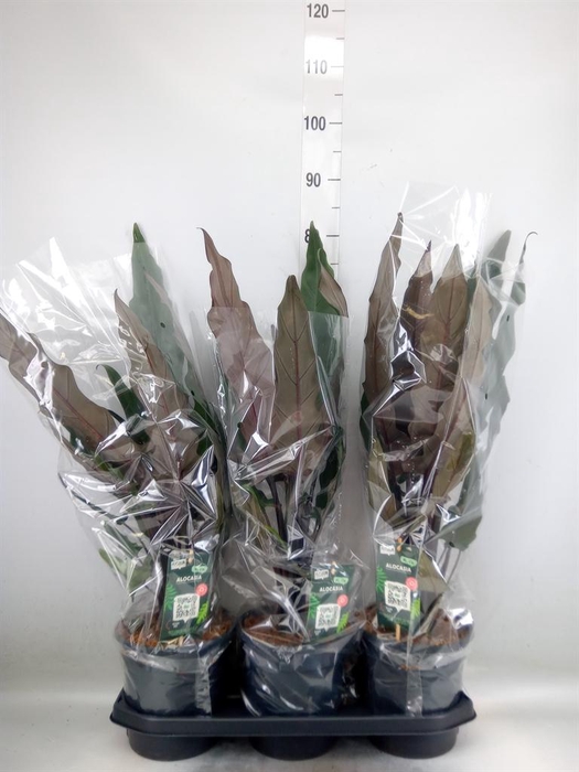 <h4>Alocasia lauterbachiana</h4>