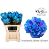 PAEONIA  BLUE BLUSH x 20