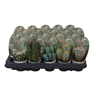 CACTUS GEMENGD P5,5