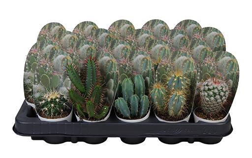 <h4>CACTUS GEMENGD P5,5</h4>