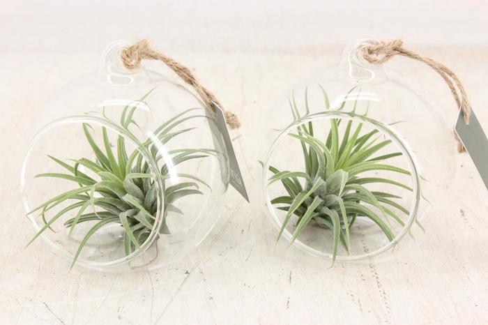 <h4>arr3 CP - Mini glas bol x6</h4>