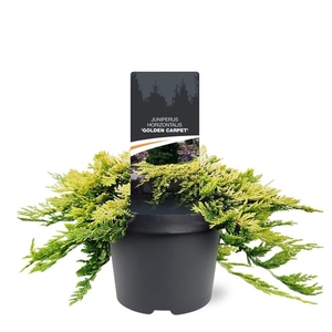 Juniperus Golden Carpet