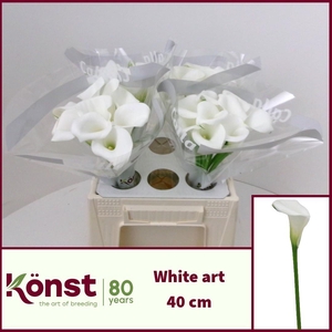 ZANT WHITE ART