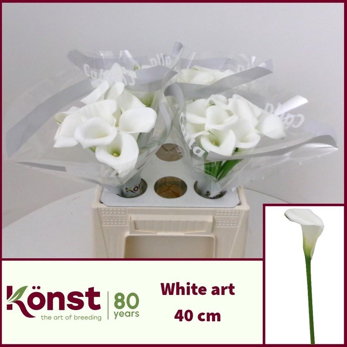 <h4>ZANT WHITE ART</h4>