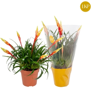 Vriesea Multiflower Shannon Geel (Met Hoes)