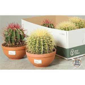Cactus overig