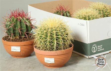 <h4>Cactus overig</h4>