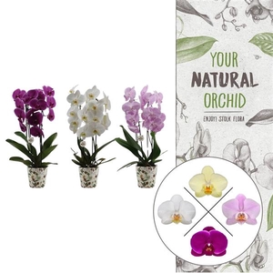 Christmas | 2 spike Cascade mix | Kerst potcover