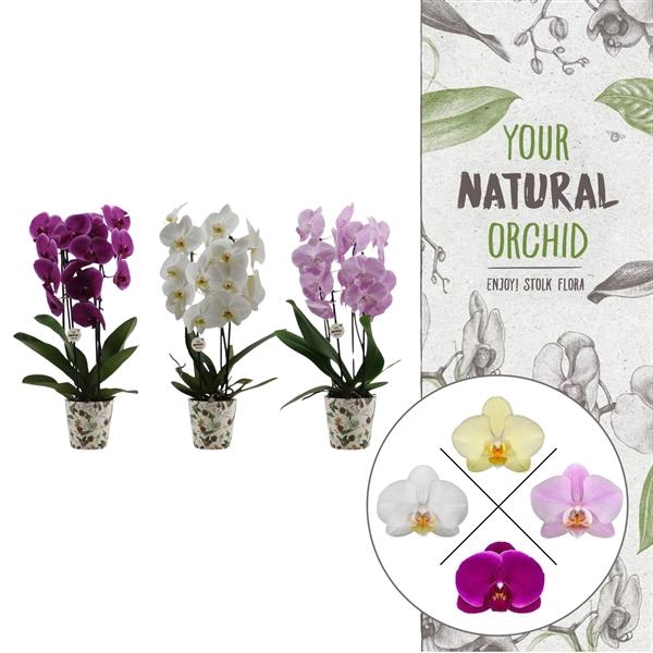 <h4>Christmas | 2 spike Cascade mix | Kerst potcover</h4>