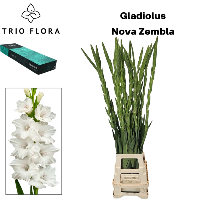 <h4>GLAD GR NOVA ZEMBLA Small Box 30</h4>