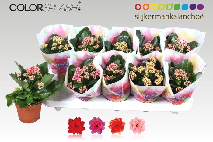 <h4>KAL GE GEM 4 KL</h4>