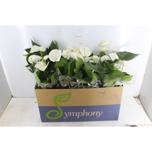 ANTHURIUM WHITE WINNER P15 BRANCO