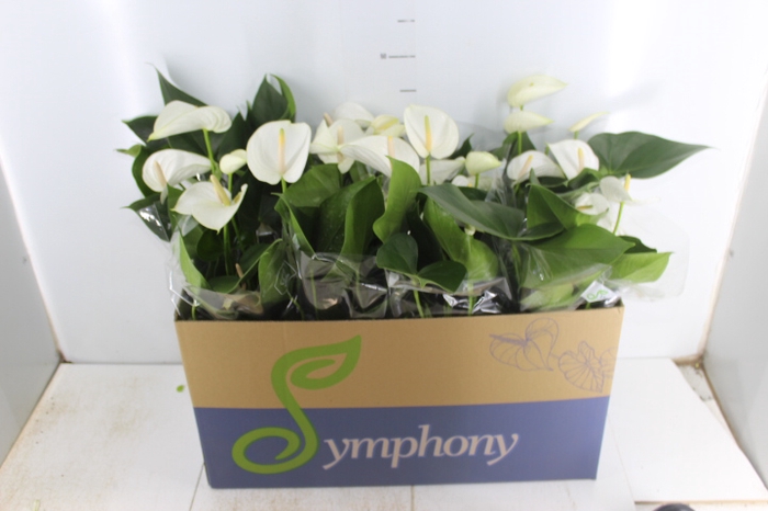 ANTHURIUM WHITE WINNER P15 BRANCO