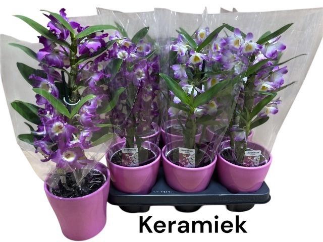 <h4>DEND NOBILE</h4>