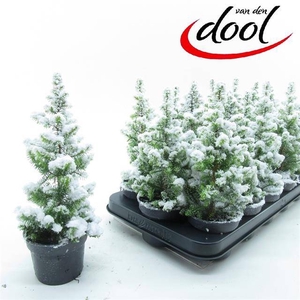 !! PROMO !! CHAMAECYPARIS THYOIDES TOP POINT P9 + SNOW