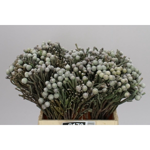 Kaaps Brunia Silver