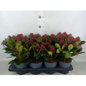 Skimmia jap. 'Rubella'