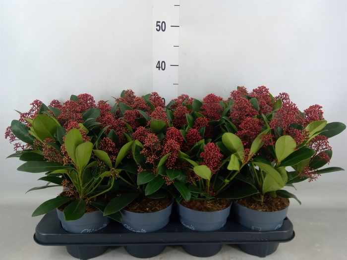 <h4>Skimmia jap. 'Rubella'</h4>