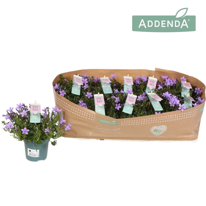 <h4>Campanula portens. Ambella Lavender</h4>