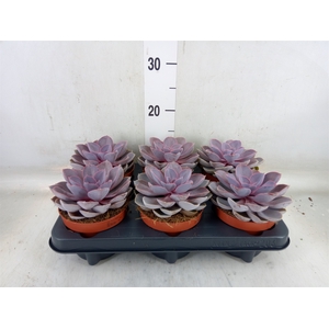 Echeveria  'Purple Pearl'