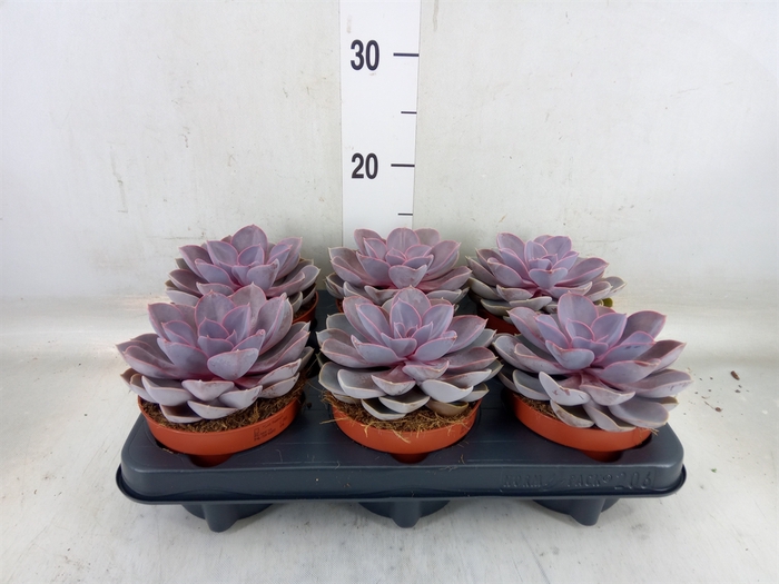 <h4>Echeveria  'Purple Pearl'</h4>