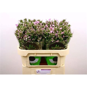 Phlox P Pink Eyes