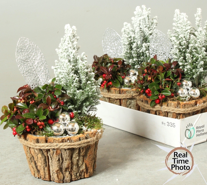 <h4>Arr Tuinplanten</h4>