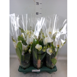Phalaenopsis  'Spirit White'