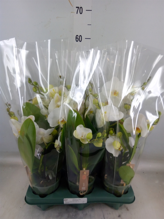 <h4>Phalaenopsis  'Spirit White'</h4>