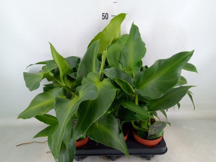<h4>Planten  ..mix</h4>