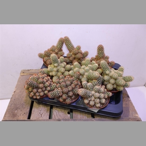 Cactus Mamm Elongata