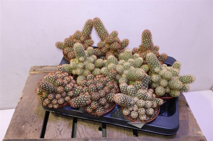 <h4>Cactus Mamm Elongata</h4>