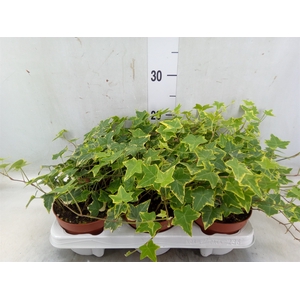 Hedera helix 'Goldchild'