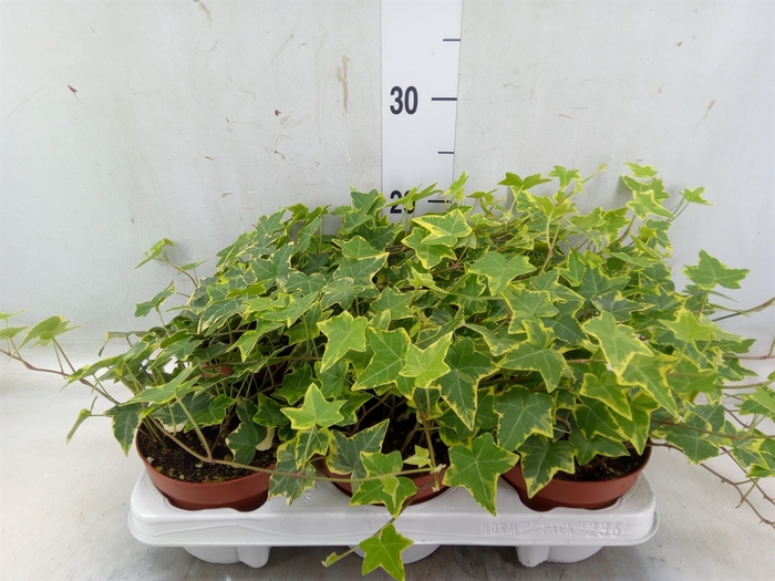 <h4>Hedera helix 'Goldchild'</h4>