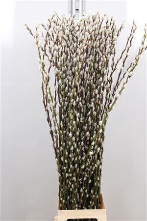 <h4>Salix Ca Snow Flake</h4>