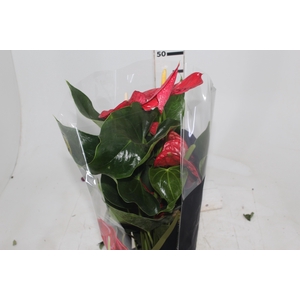 ANTHURIUM MICHIGAN P17 PREMIUM