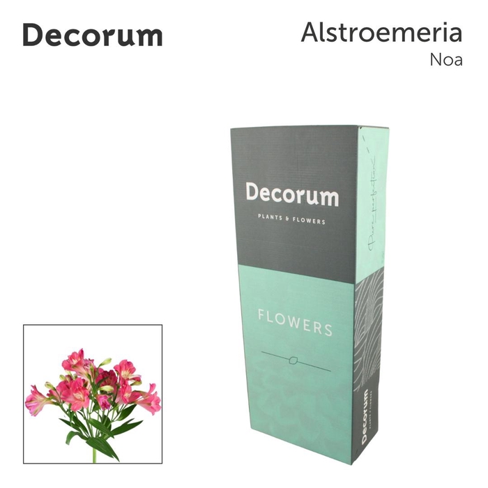 <h4>ALST FL NOA in box</h4>