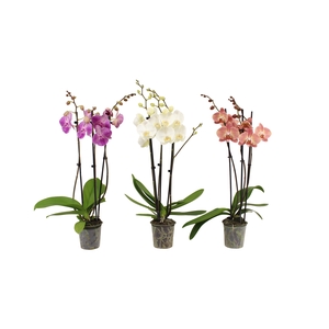 Phal Mix 3T22+