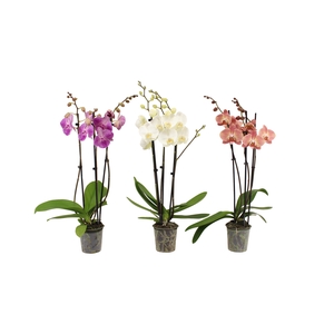 Phal Mix 3T22+