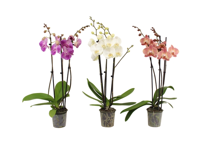 <h4>Phal Mix 3T22+</h4>