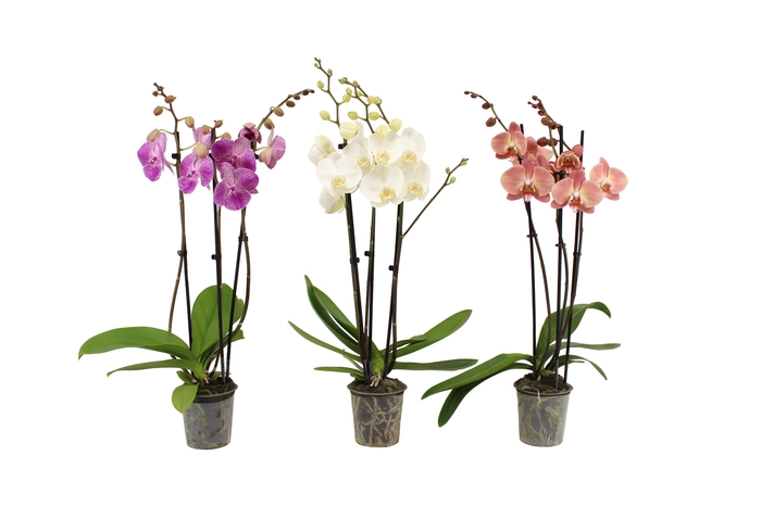 <h4>Phal Mix 3T22+</h4>